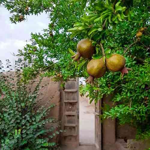 محمد حسین زاده قسم و قران دخار که له کسه نافکره